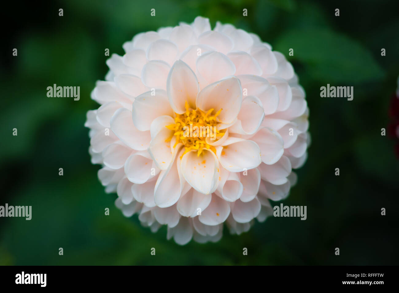 Schließen Foto eines weißen Dahlie Blume, schönes Pic. Stockfoto