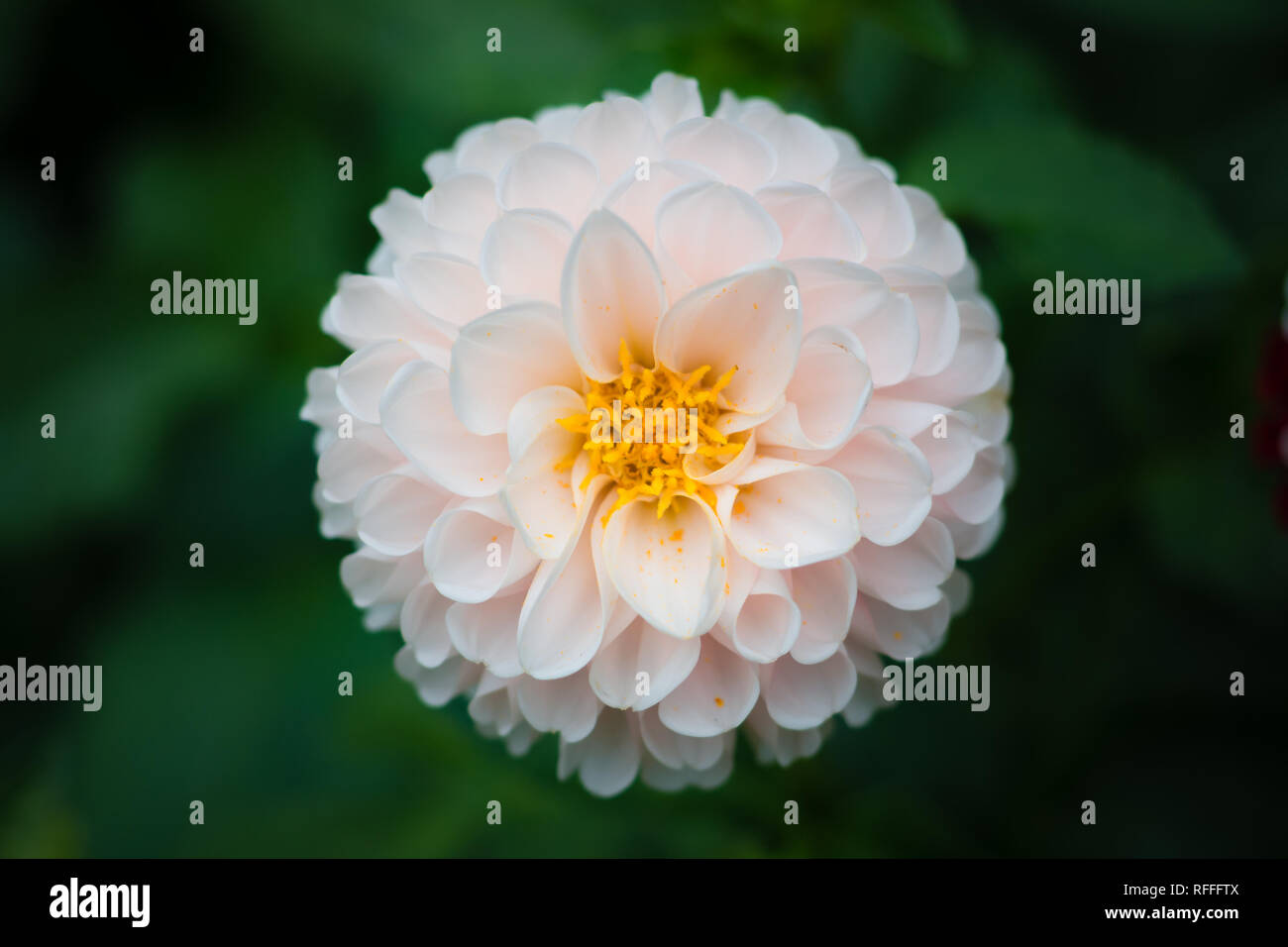 Schließen Foto eines weißen Dahlie Blume, schönes Pic. Stockfoto