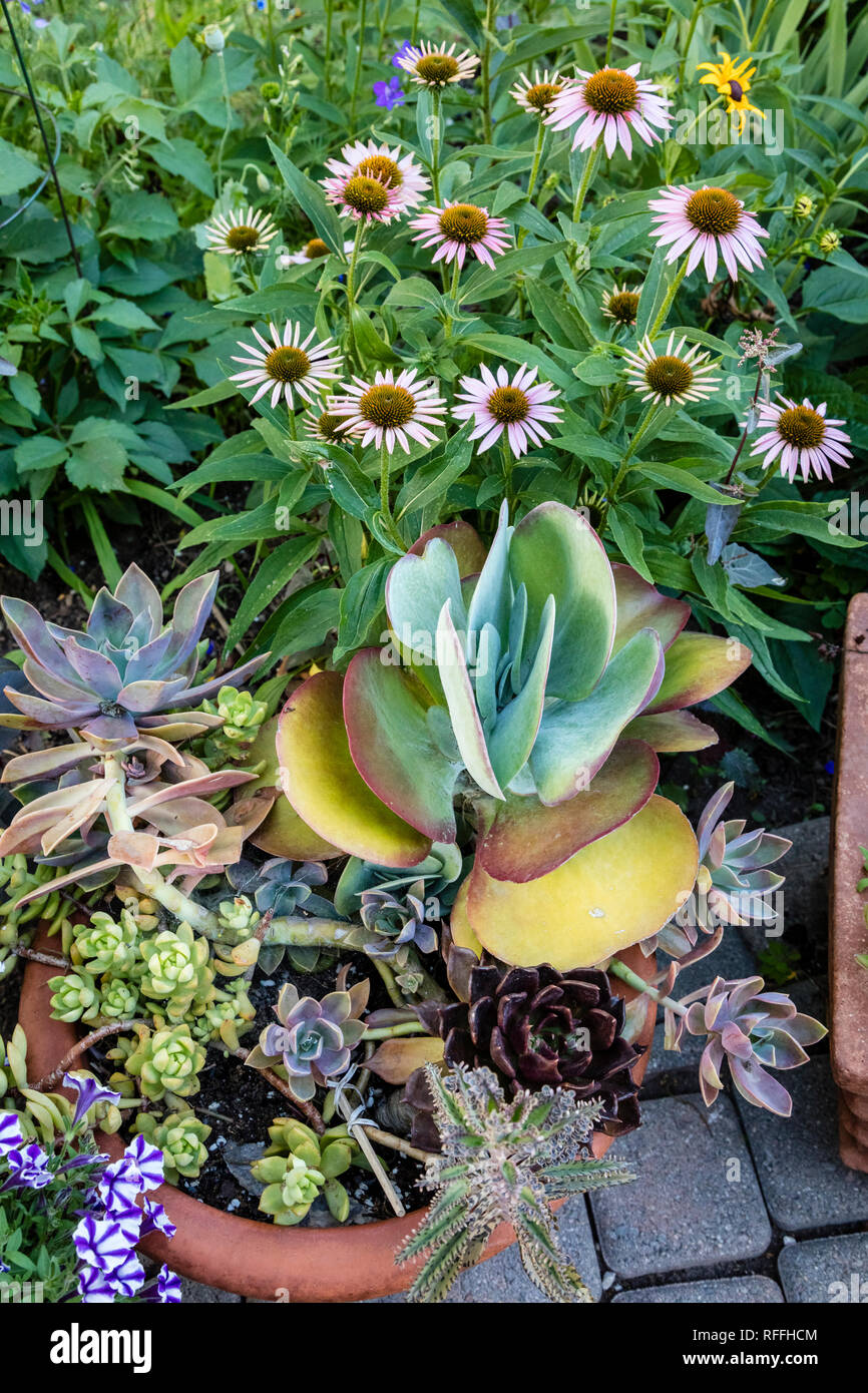 Garten Detail mit coneflowers und Topfpflanzen Sukkulenten Stockfoto