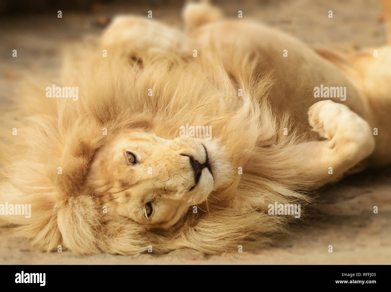 Erwachsene männliche Löwen auf dem Rücken gerollt Stockfoto