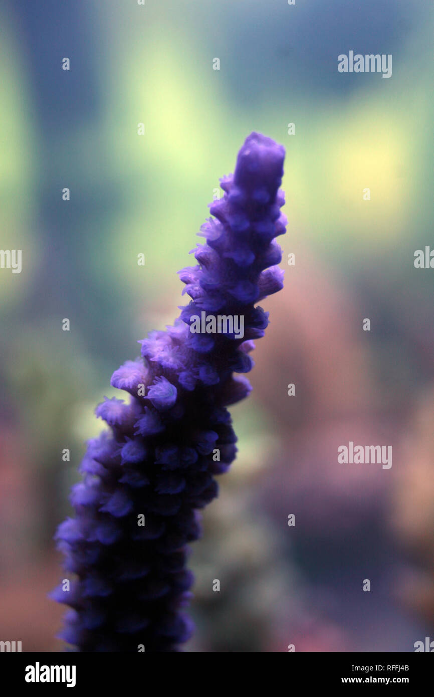 Acropora Korallen Nahaufnahme Stockfoto