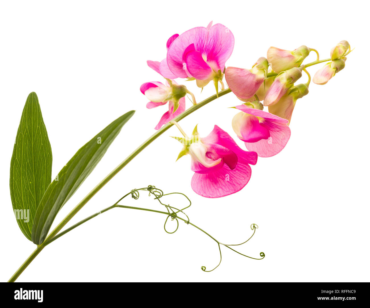 Soft pink Sweet pea lathyrus Blüten vor einem weißen Hintergrund isoliert Stockfoto