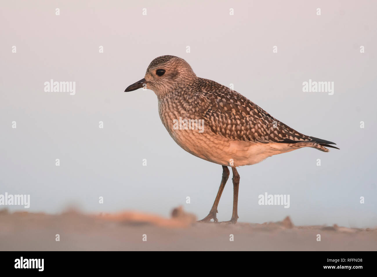 Die graue Pflauge (Pluvialis squatarola) am Strand in Morgenlicht. Stockfoto