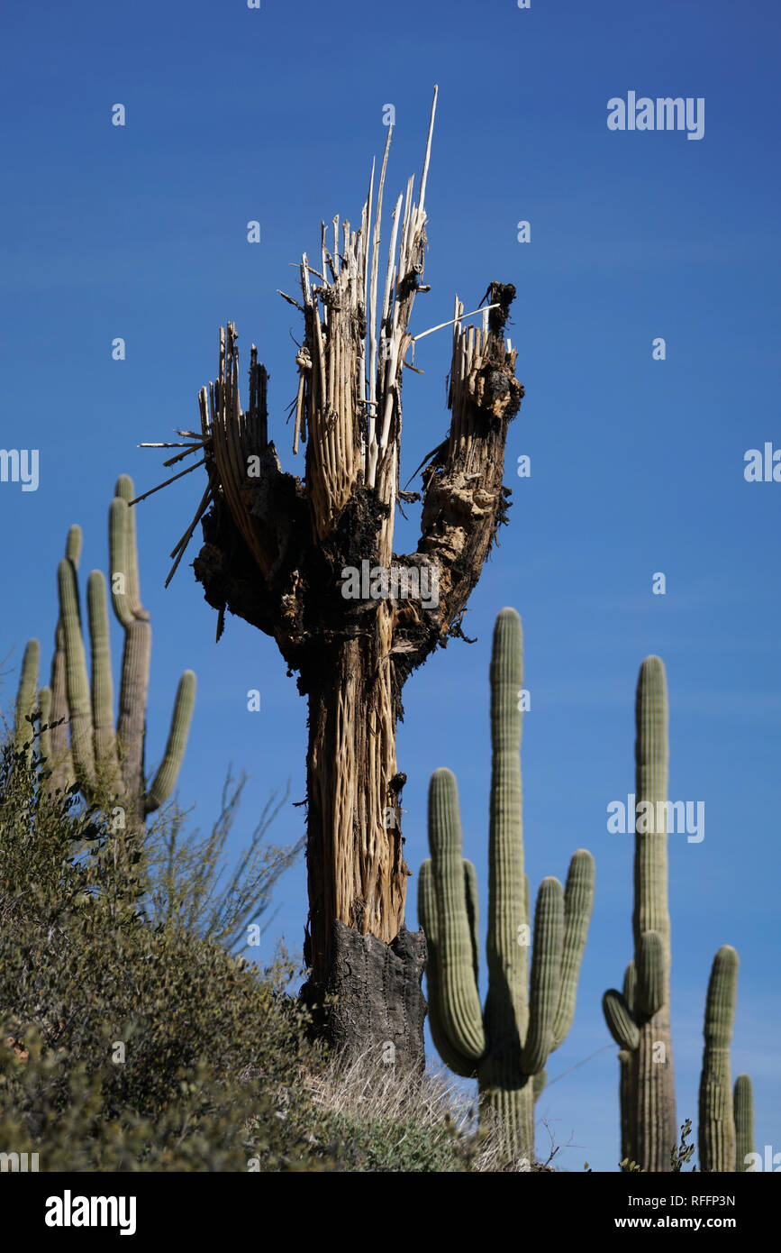 Ein Kaktus im Phoenix Wste, die vom Blitz getroffen war und bleibt  verbrannte Stockfotografie - Alamy