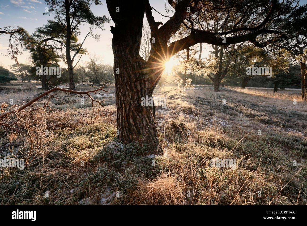 Sonnenschein hinter Pine Tree in der Kälte des Winters frostigen Morgen Stockfoto