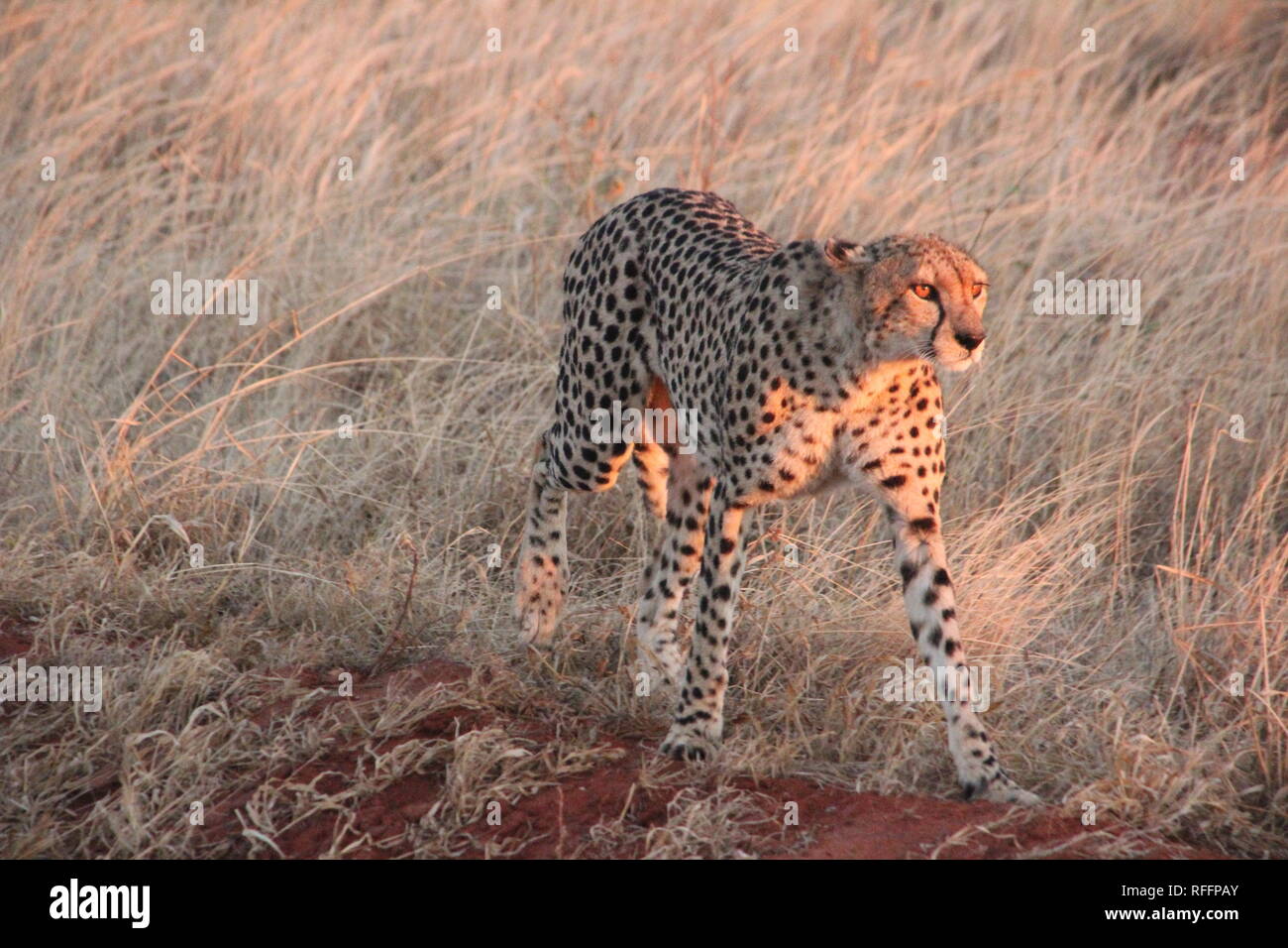 Nach Geparden (Acinonyx jubatus) im ersten Sonnenlicht in der Savanne von Tsavo Ost Naqtional Park, Kenia. Stockfoto