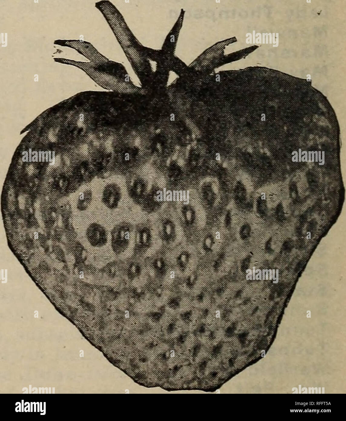 . Snow Hill Baumschulen. Baumschulen Maryland Kataloge; Obstbäume Sämlinge Kataloge Kataloge; Obst; Spargel Kataloge. w Brandywine. Beschreibungen der Erdbeere* Beder Holz. Eine große, feste fleischig Berry; früh, und in guter Form und Farbe; Pflanze stark und fruchtbar. BISMARCK. Einen wunderbaren Selbst - Düngung Erdbeere mit wunderbar groß und von bester Qualität. Es ist eine schöne, glänzende rote und der guten Form. Die Anlage ist eine sehr kräftige Züchter, und solch ein reichlich Träger, dass der Urheber seine Patch" Wie sah, wenn man Beeren geworfen hatte, über den Boden mit Stockfoto