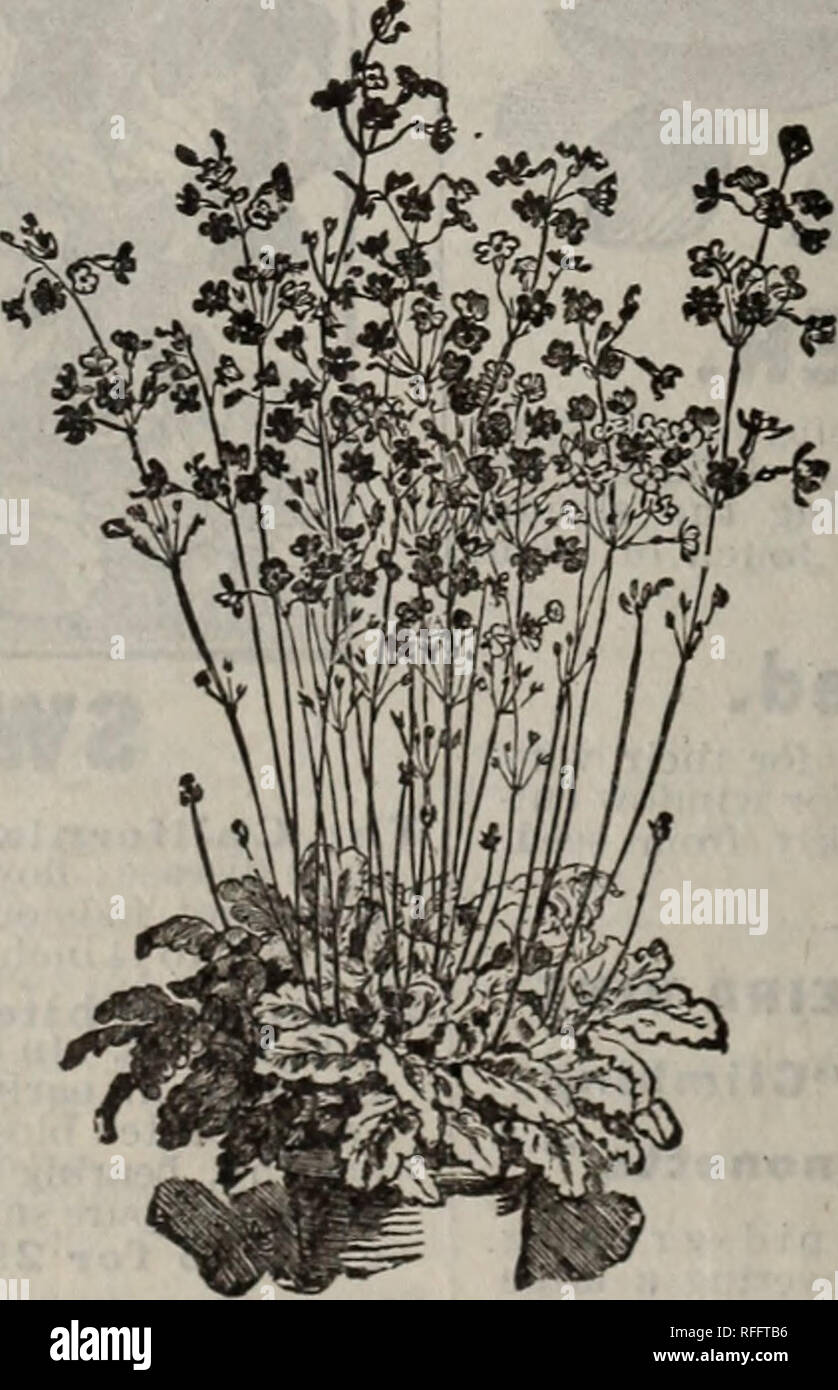 Garten Jahresbericht 1901 Baumschulen New York State Kataloge Kataloge Blumen Pflanzen Zierpflanzen Kataloge Leuchtmittel Pflanzen Kataloge