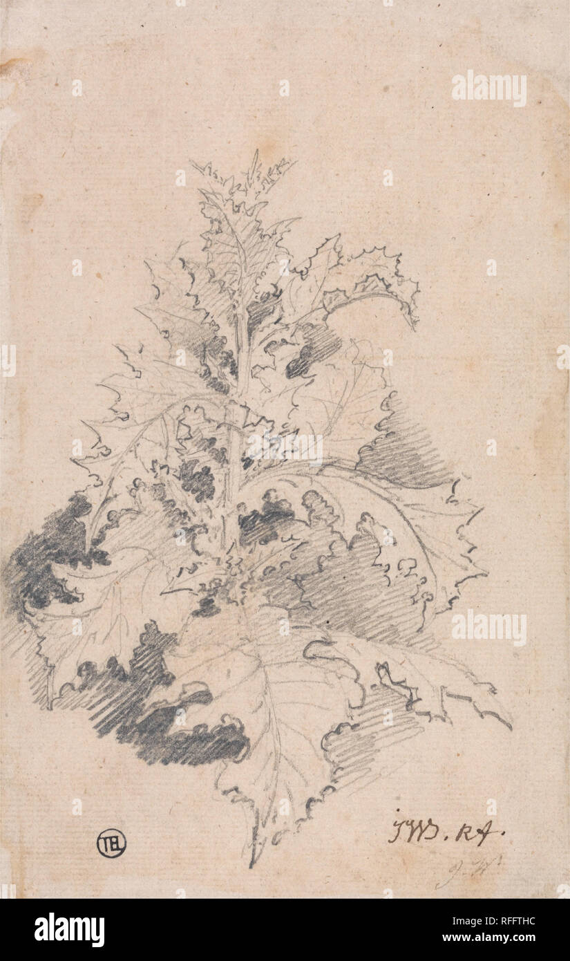 Studie einer Distel. Zeichnung. Graphit auf Medium, leicht strukturierte, creme Bütten. Höhe: 184 mm (7.24 in); Breite: 117 mm (4.60 in). Autor: James Ward. Stockfoto