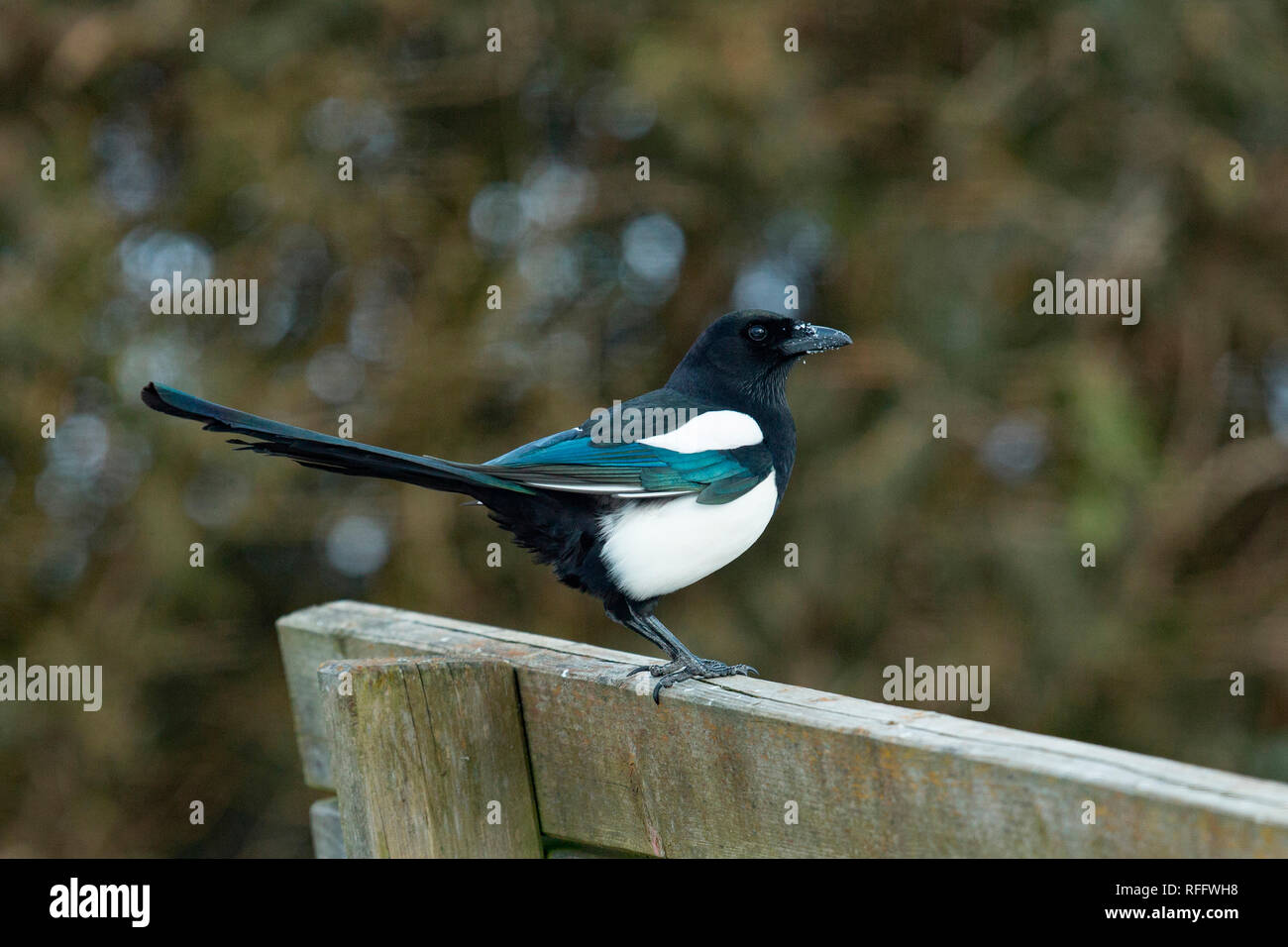 Eurasian magpie (Pica Pica) Stockfoto