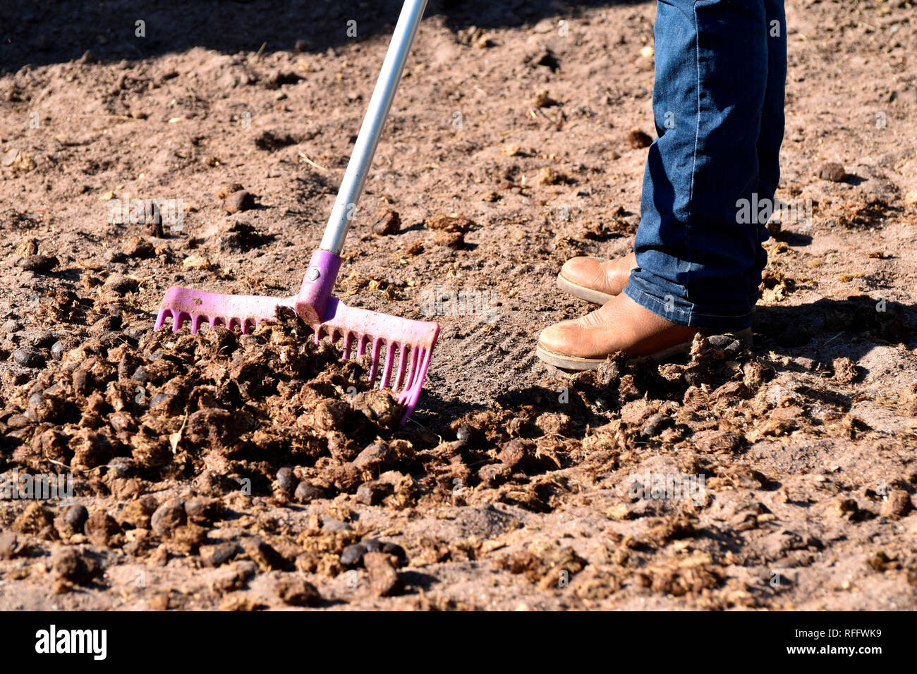 Frau mucking, Pferdemist, Muck-Rake, mist Gabel, Muck-Heap Stockfoto