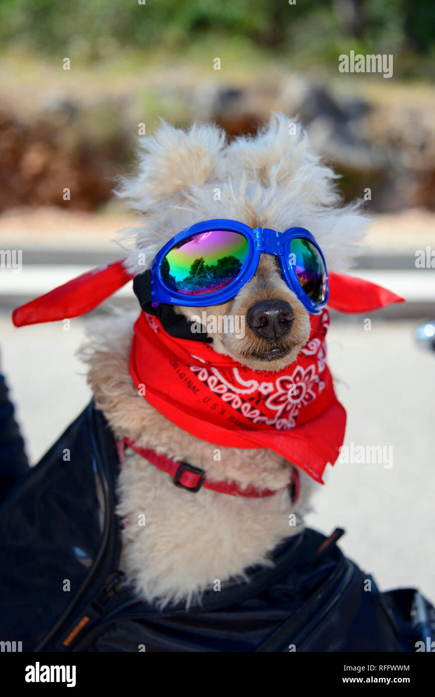 Kleiner Hund mit Sonnenbrille und das Halstuch auf Motorrad, Kroatien Stockfoto