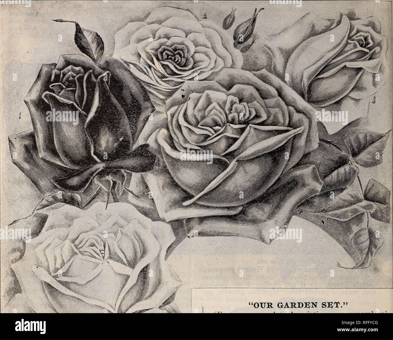 Pink Yellow Roses 1900 Stockfotos und -bilder Kaufen - Alamy