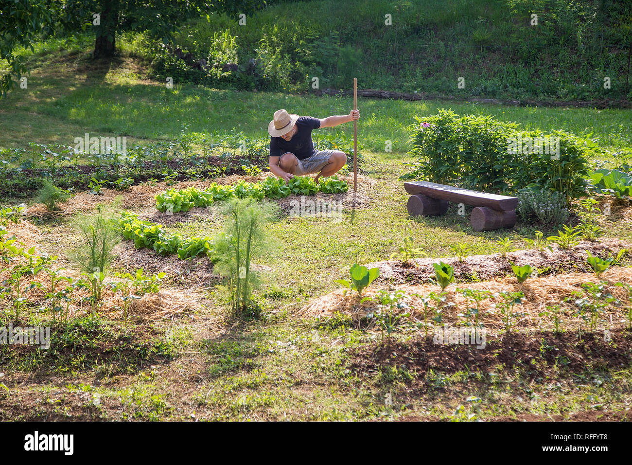 Junger Mann mit Hut in einem Heim aufgewachsen Gemüsegarten Arbeiten Stockfoto