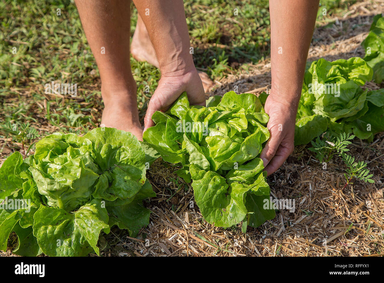 Junge Mann in einem Heim aufgewachsen Gemüsegarten Arbeiten Stockfoto