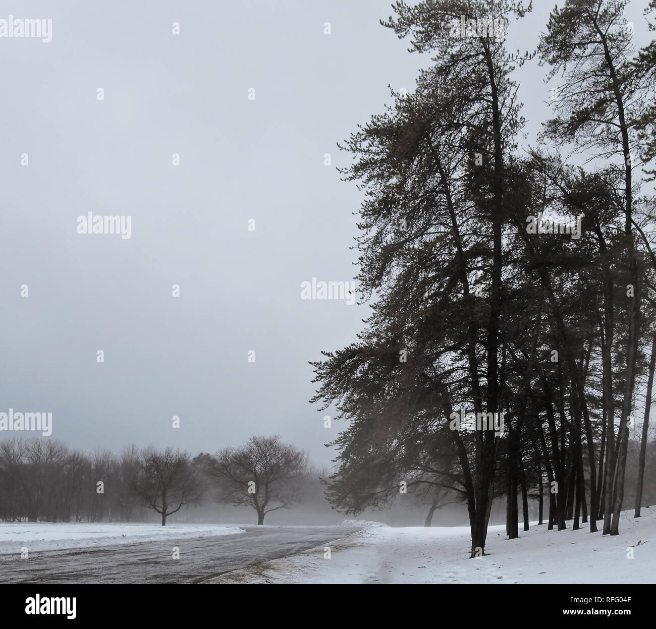 Windböen und nebligen Wald Stockfoto