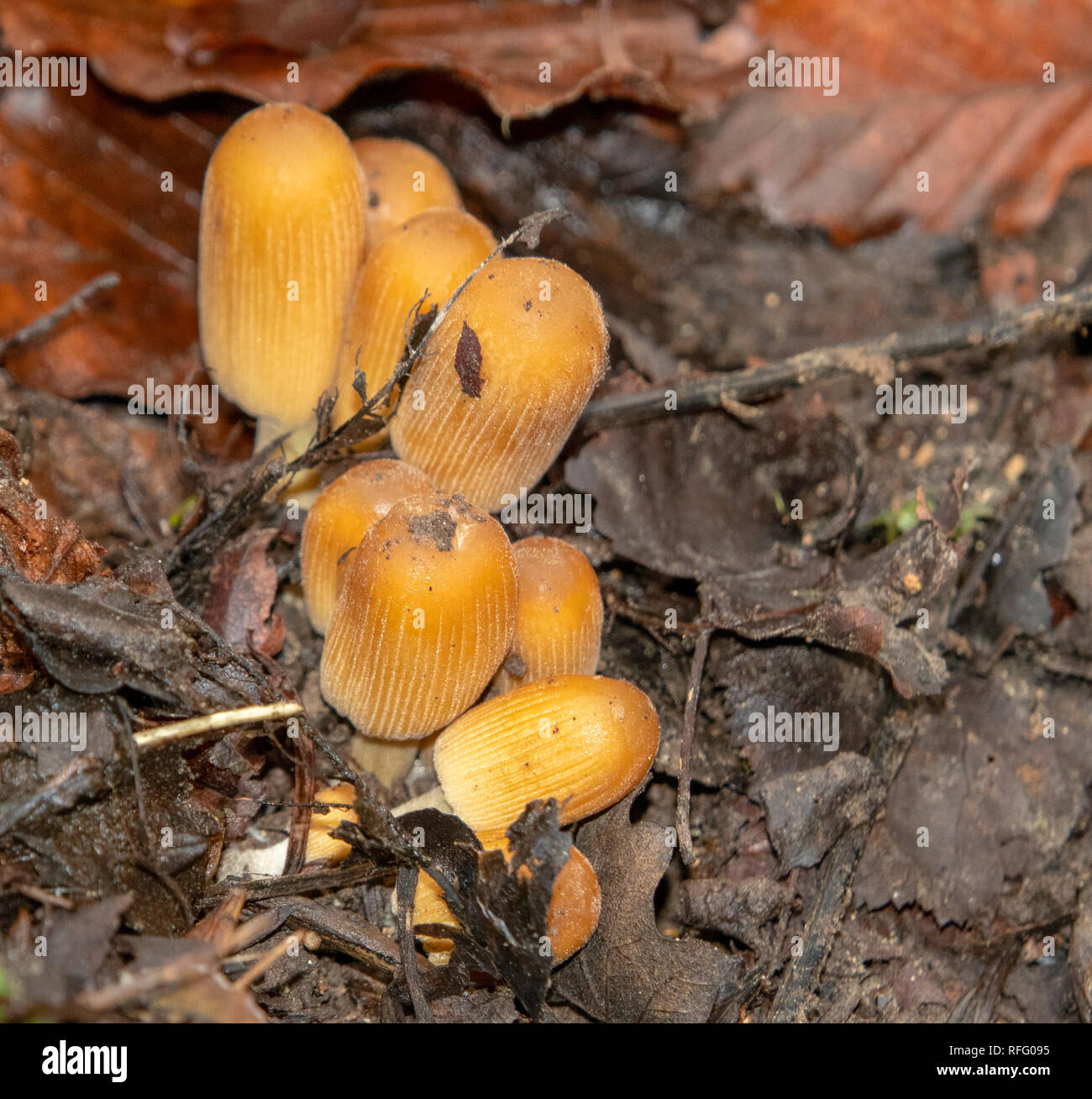 Orange Pilz auf Waldboden Stockfoto