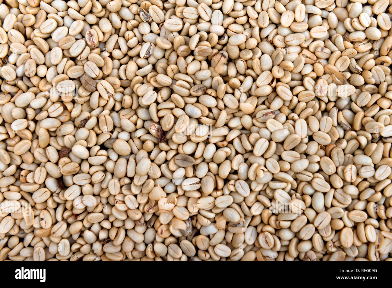 Viele Rohstoffe chemische Kaffee Samen, vor der Röstung Stockfoto