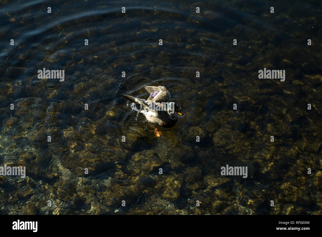 Stockente Männliche Ente in der Bewegung am Iseo See in Norditalien Stockfoto