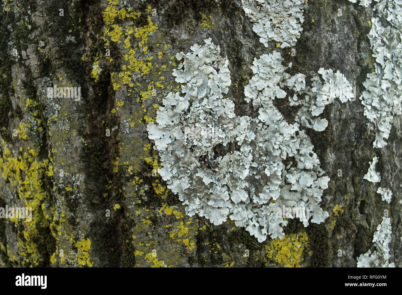 Palmeria sulcata, Flechten, die auf der Baumrinde. Stockfoto