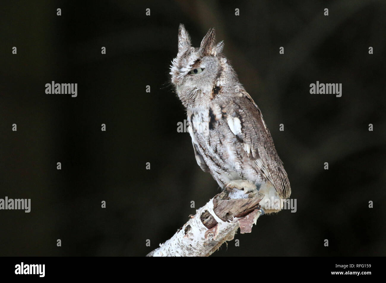 Eastern Screech Eule on Perch Stockfoto