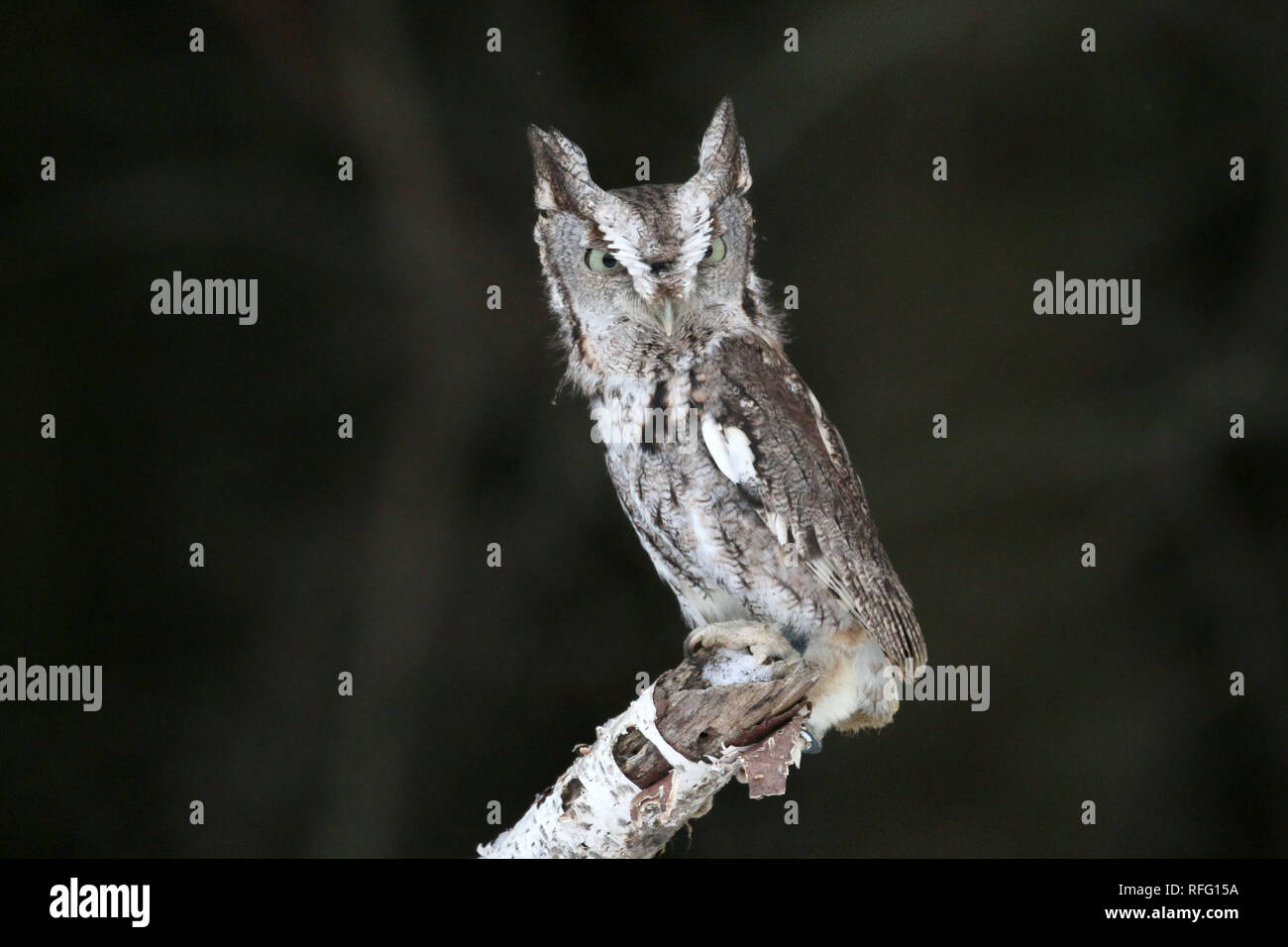 Eastern Screech Eule on Perch Stockfoto