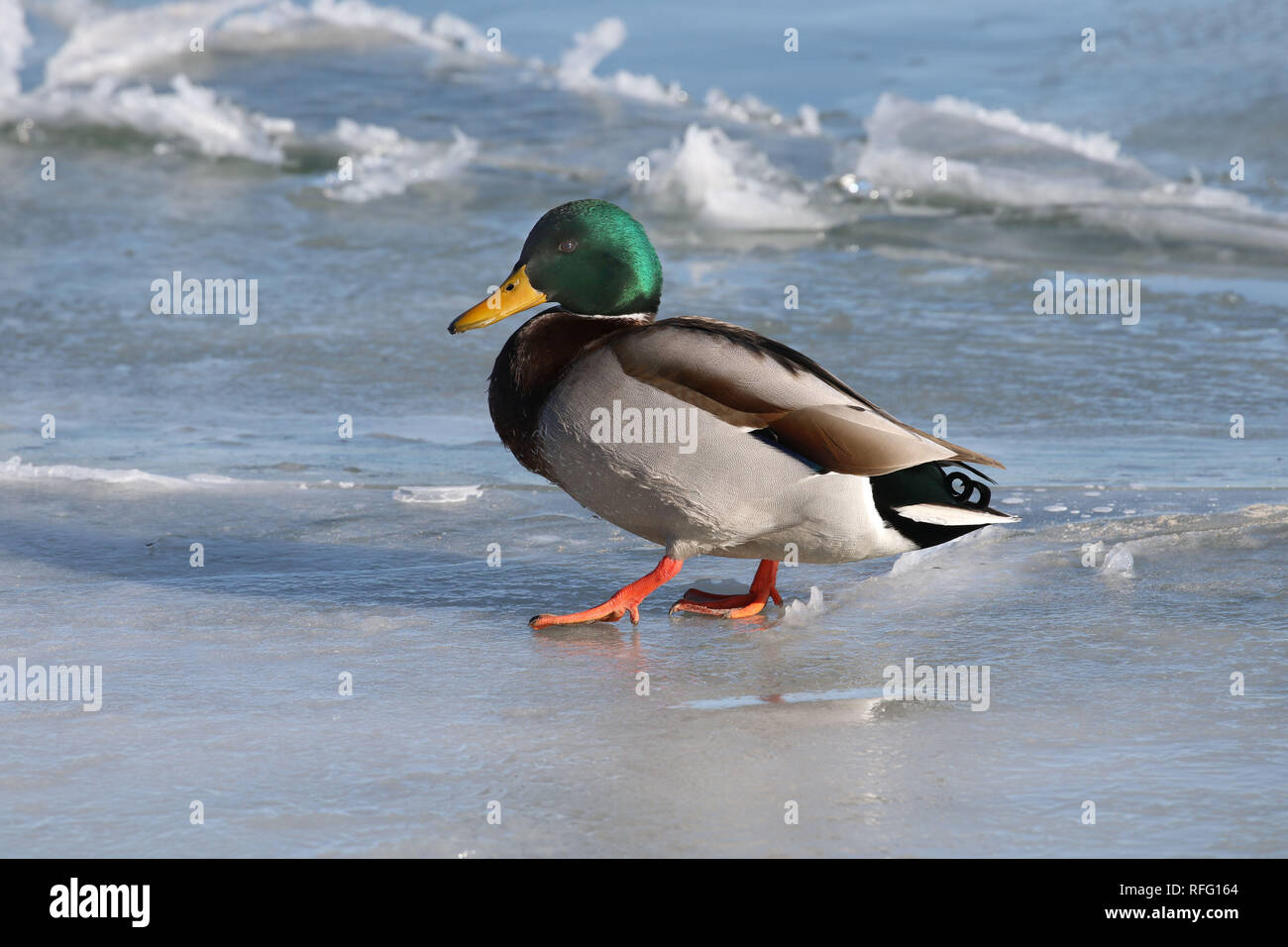 Stockente Drake Stockfoto