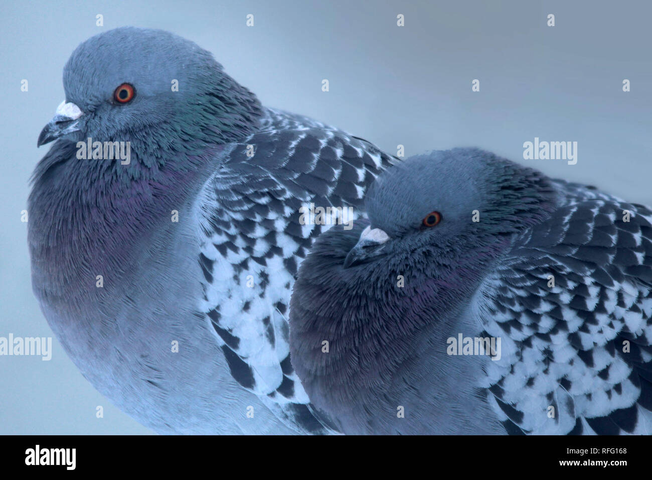 Rock Tauben am Lake Ontario Shoreline Stockfoto