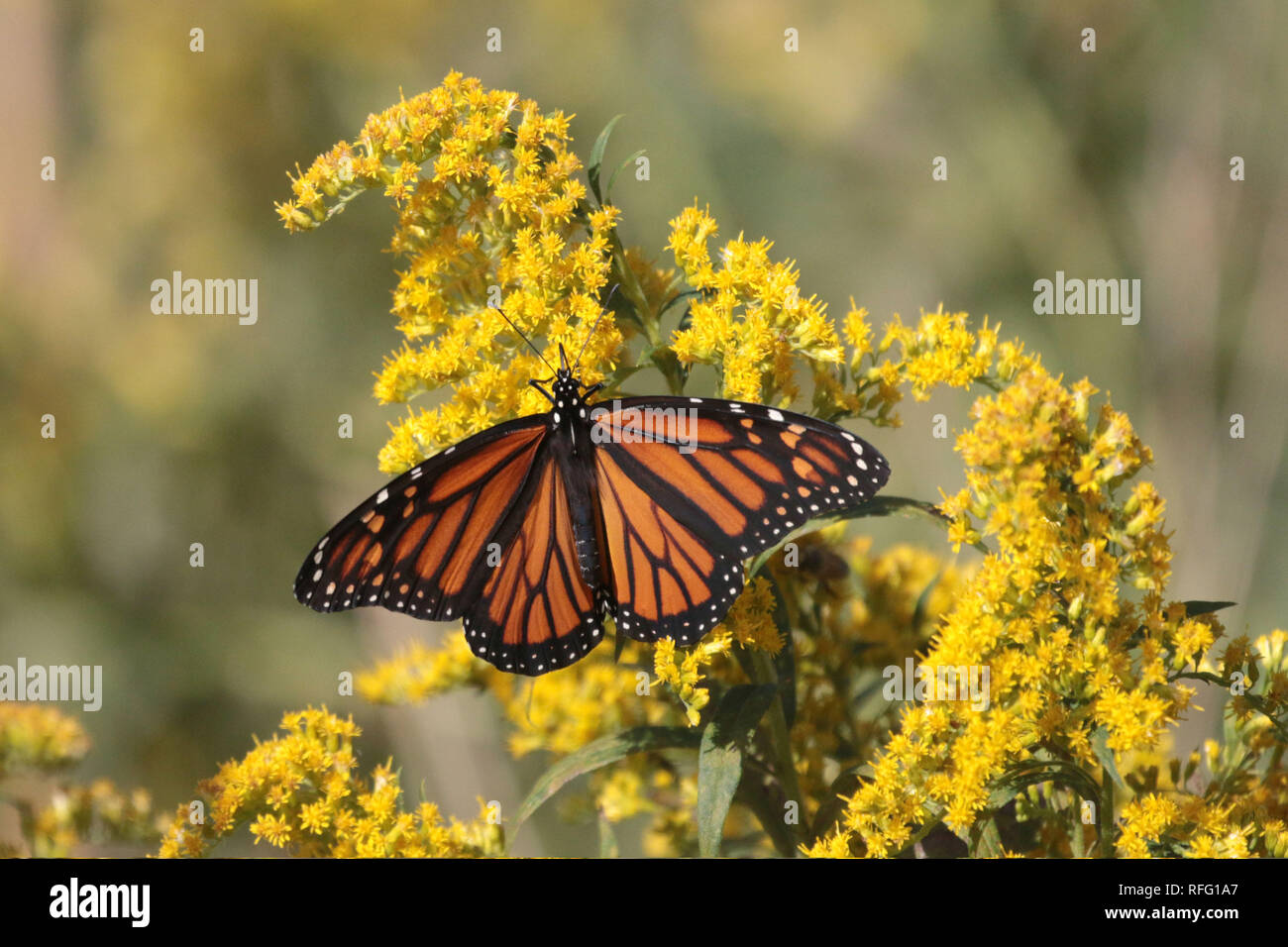 Monarch Schmetterlinge auf goldrute Stockfoto