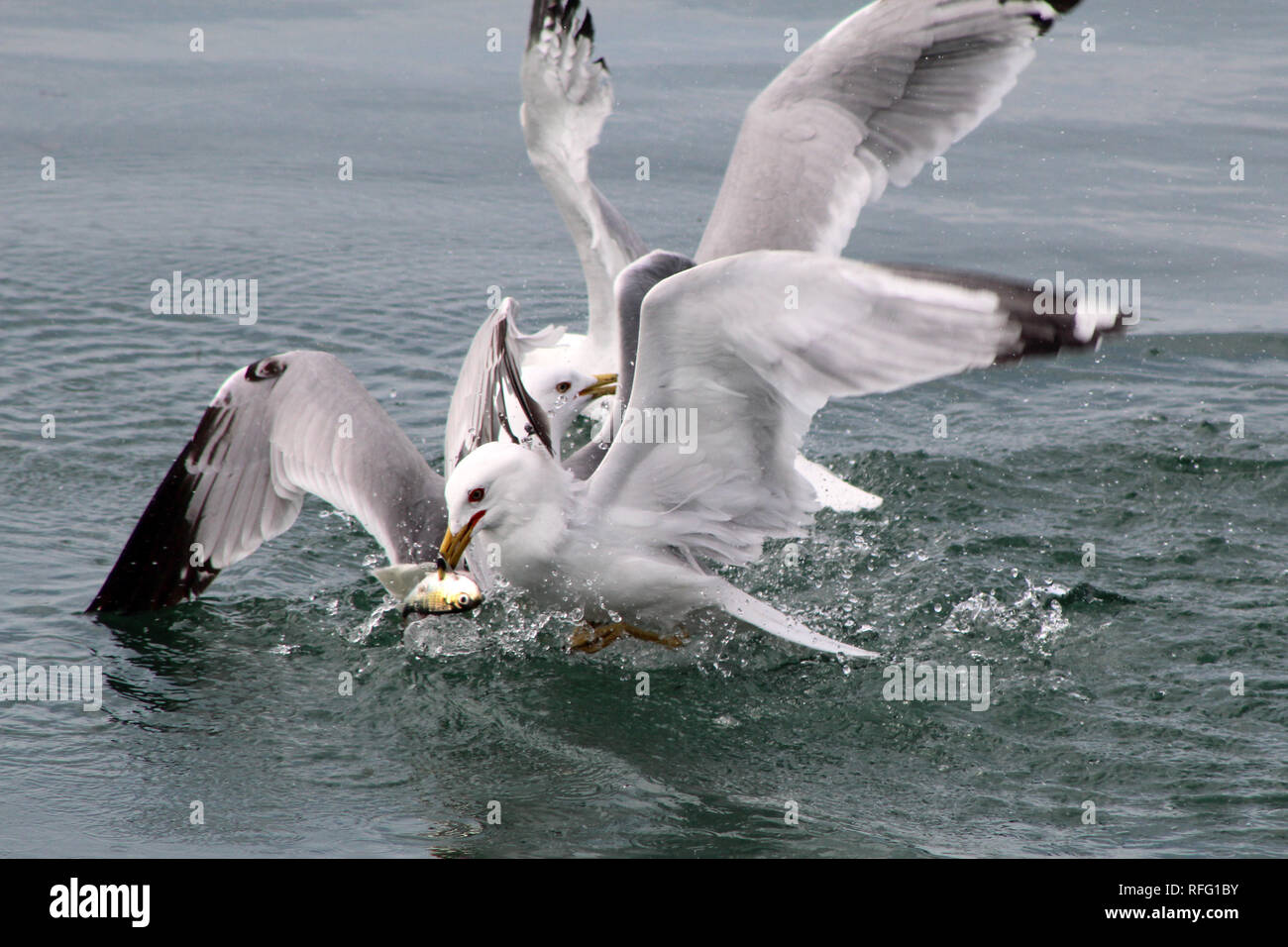 Ring in Rechnung Möwen Gerangel um Fisch Stockfoto