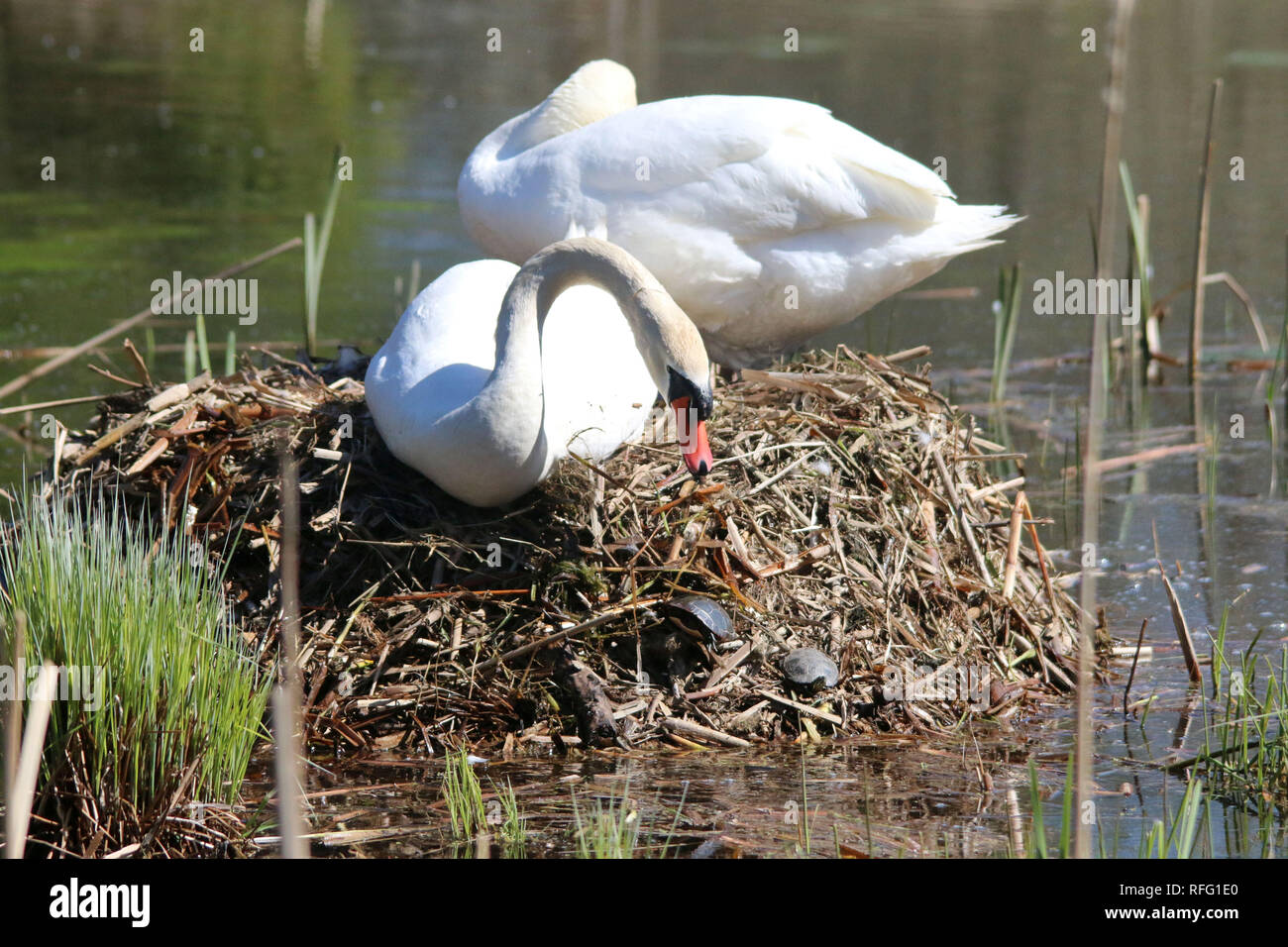 Mute Swan, der bemalte Schildkröten aus ihrem Nest auswirft Stockfoto