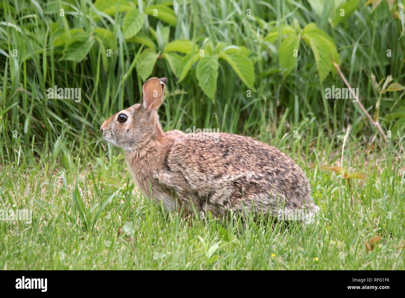 Garten Wild Bunny Auf Rasen Stockfoto Bild 233307066 Alamy