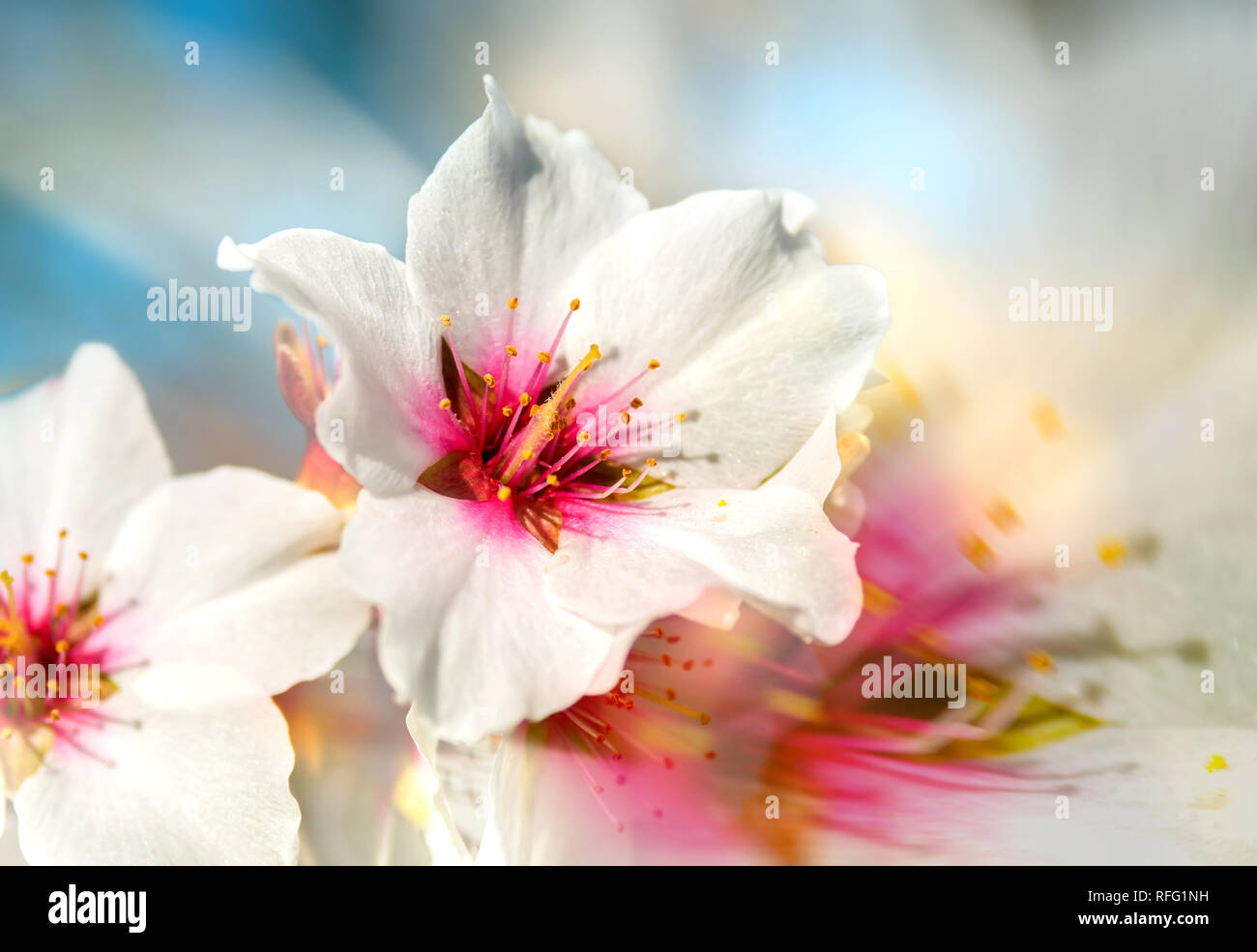 Weiße Kirschblüte Stockfoto