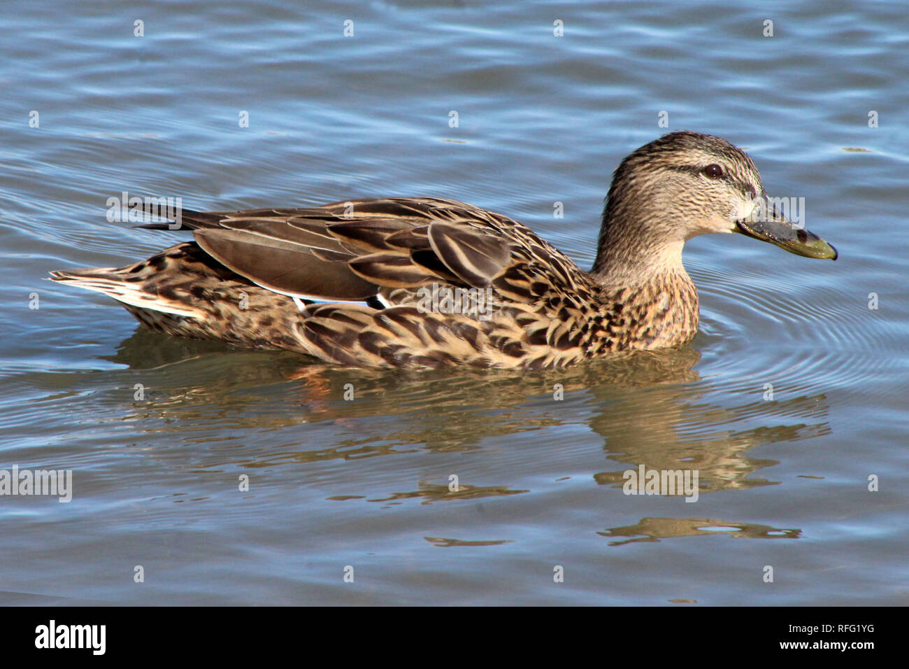 Mallard Hen am See Stockfoto