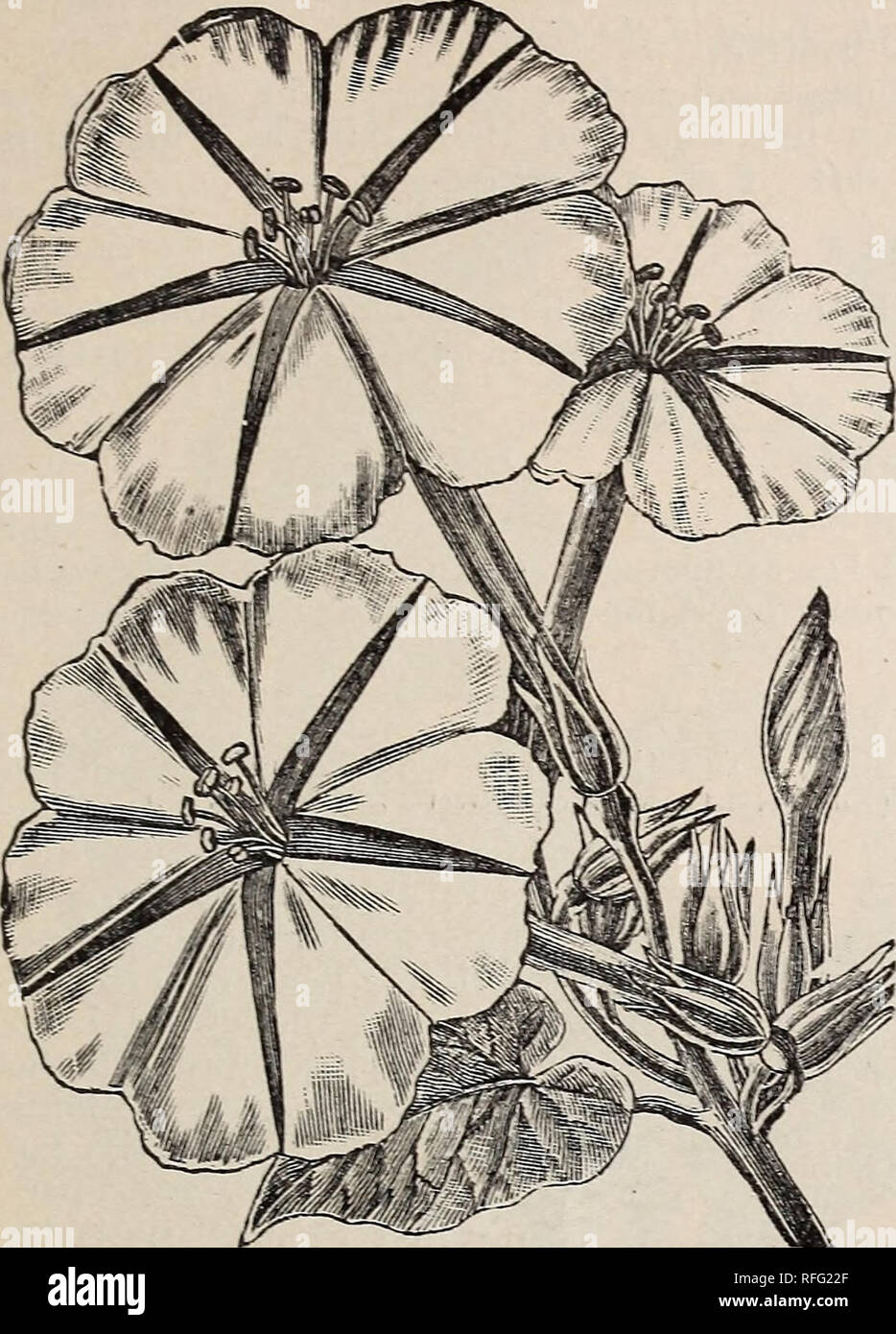 George Tait und Söhne' Preisliste und beschreibenden Katalog von Feld und  Garten Samen. Baumschulen Virginia Norfolk Kataloge; Gemüse Samen Kataloge;  Gräser, Blumen Samen Samen Kataloge Kataloge. Blumen Samen. 101. Mond  Blume.,