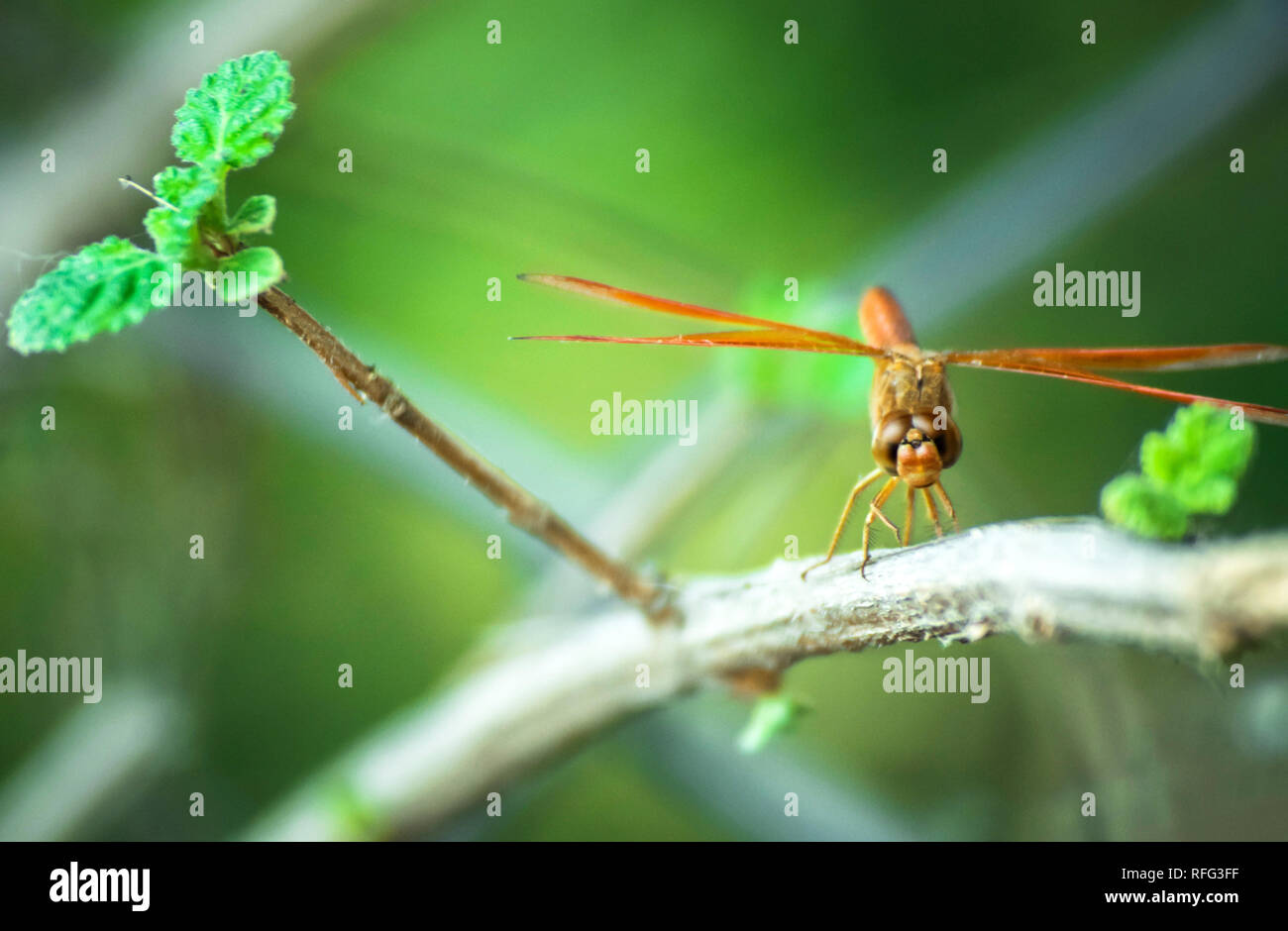 Micro klicken Sie auf Stockfoto