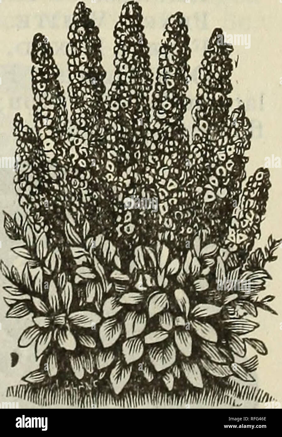 1900 Katalog Saatgut Garten Liefert Baumschulen Oregon Portland