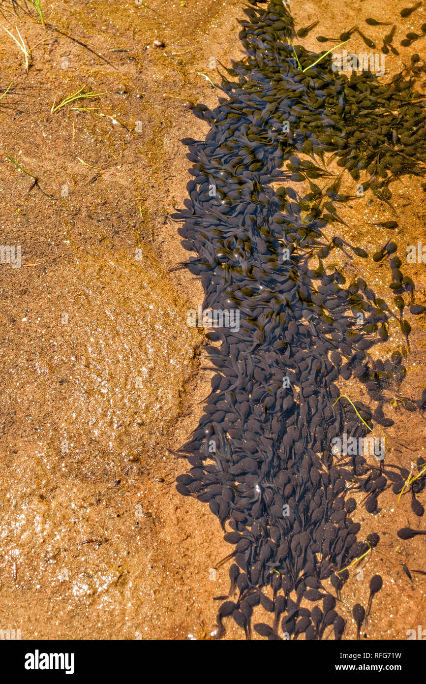 Frosch KAULQUAPPEN IN MASSEN IN EINEN FLACHEN POOL, DER VON WASSER IM JUNI Stockfoto
