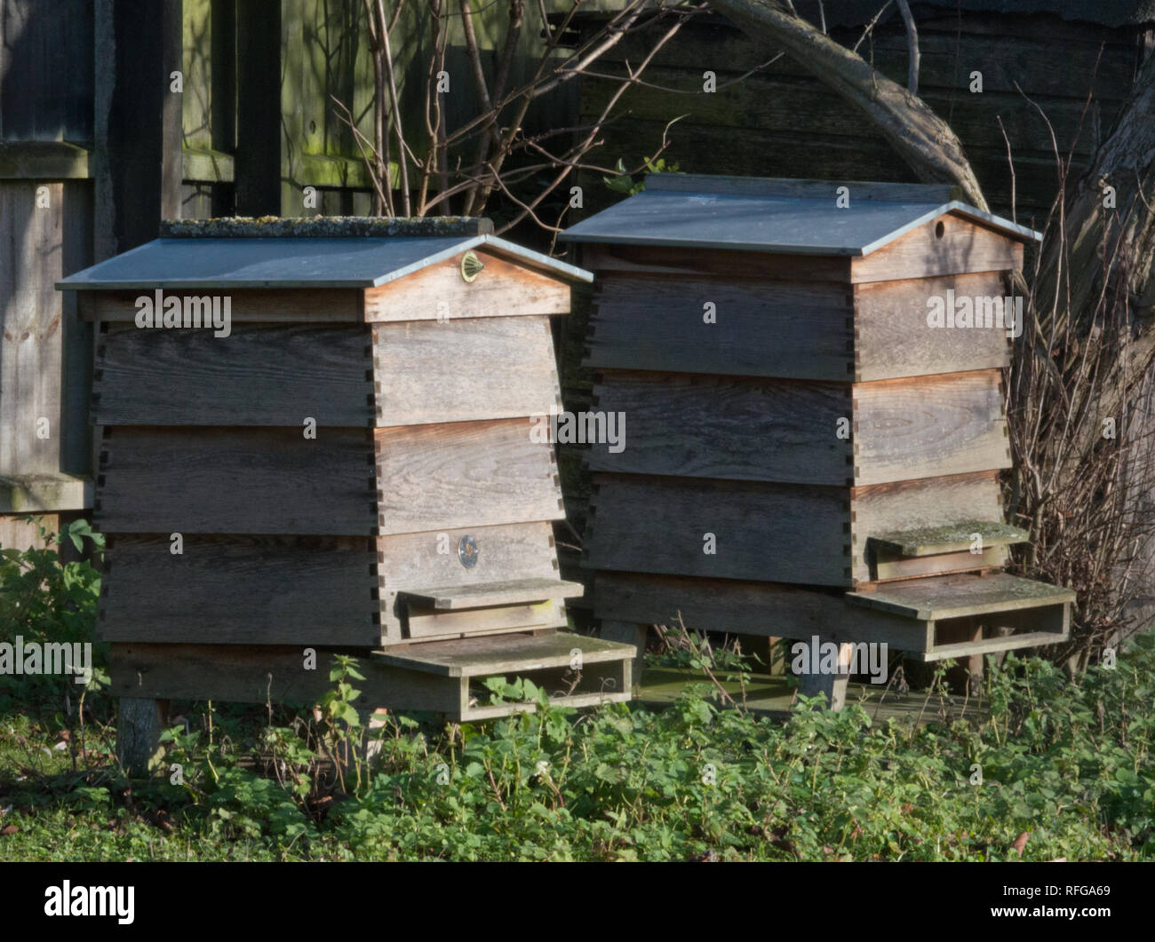 Paar WBC Bienenstöcke Stockfoto