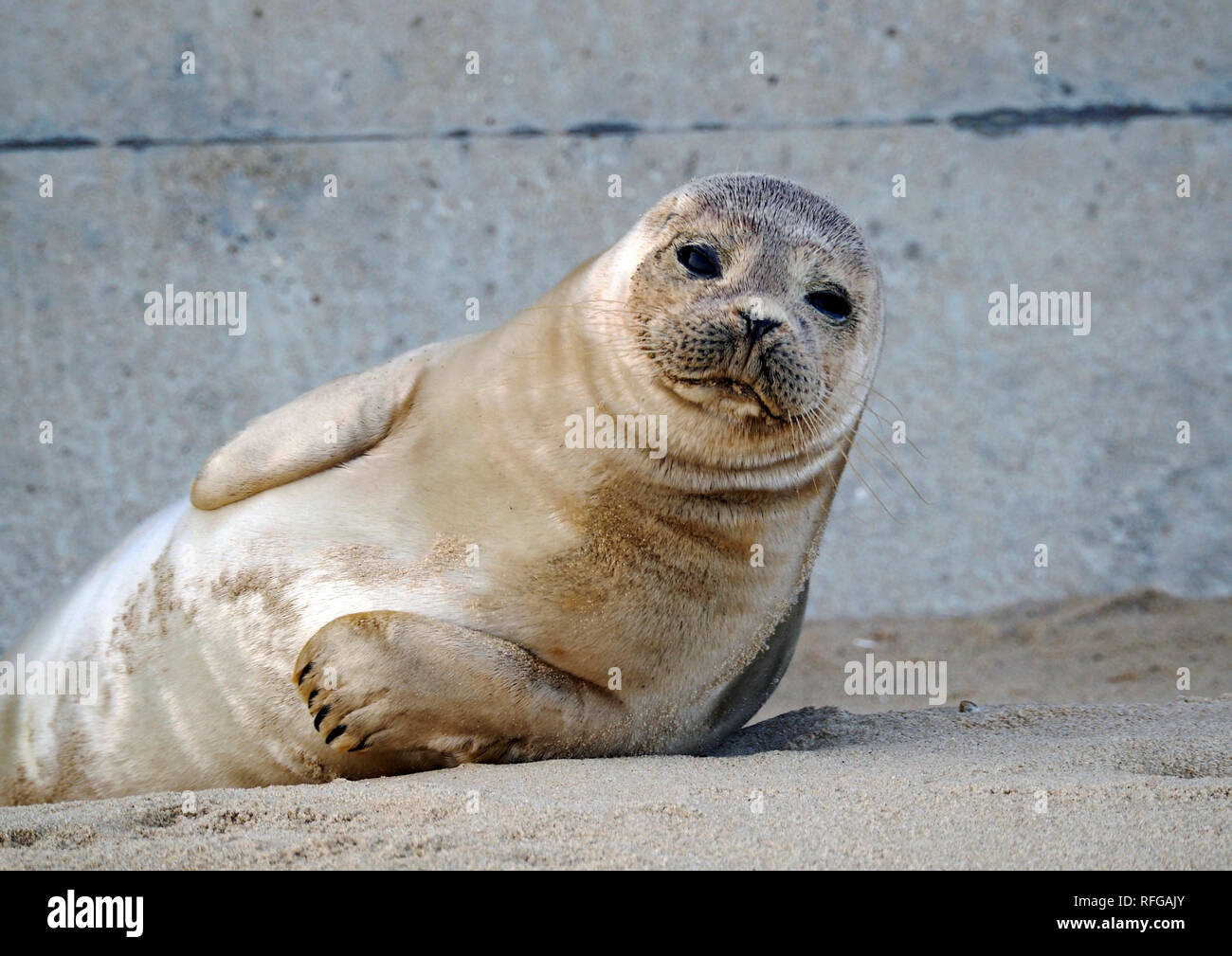 Grau jungrobben am Strand von Horsey, Norfolk, eine der wichtigsten Brutstätten für diese liebenswerten Meeressäuger an der Ostküste Englands. Stockfoto