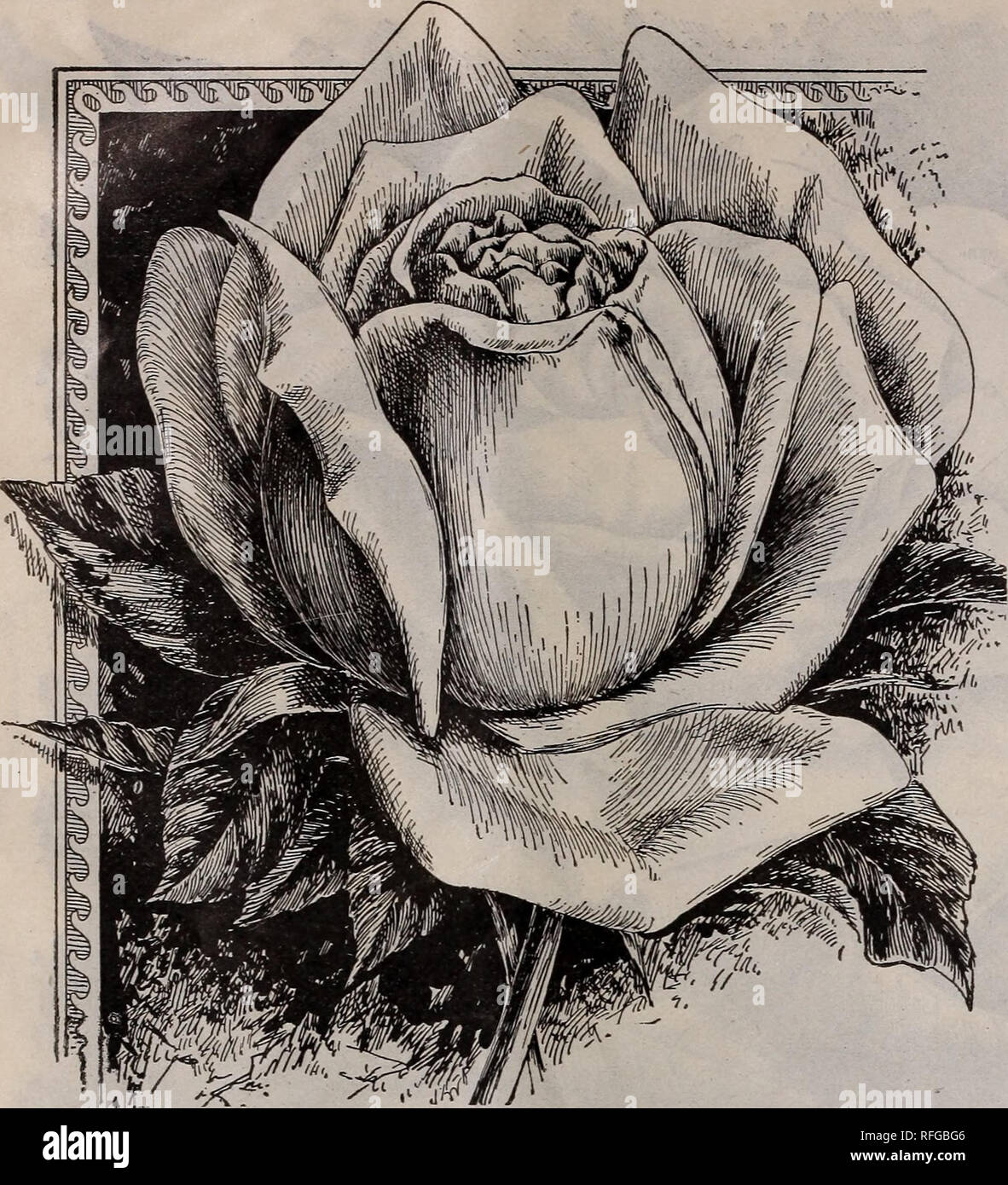 . Großhandel Preisliste von Pflanzen für Floristen: Für das Frühjahr 1901. Baumschulen Ohio Springfield Kataloge; Baumschulen (Gartenbau) Ohio Springfield Kataloge; Pflanzen, Zierpflanzen Kataloge Kataloge; Lampen; Blumen (Pflanzen) Kataloge; Blühende Sträucher Kataloge. • 28 Die McGregor Brüder Co., Springfield, Ohio. HELENA GAMBIER. Neue Tee Rose, Madame Eli Lambert. Eine schöne neue Tea Rose. Die Farbe ist etwas in der Art der Madame de Watteville, aber tiefer, reich, cremig weiß, leicht getönt, mit blassen, Goldgelb und ex-quisitely grenzt und schattigen mit weichen, rosige Fleisch, überschreiten zunehmend schöner und Stockfoto