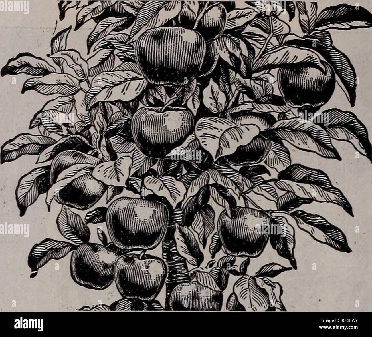 . Katalog, Frühjahr 1901. Baumschulen New York (State) Kataloge; Obstbäume Kataloge Kataloge; Beeren; Obst Kataloge. Russische Mulberry. - Hardy, schnell wachsendes Holz Baum der Wert; in Seide Kultur nützlich. Frucht zahlreich, Klein und süß; Früchte auf sehr kleine Bäume. Die russische Mulberry ist die Robuststen aller Maulbeeren, und sehr wertvoll. Wir haben mehrere Bäume auf unserem Rochester Platz und sie werden mit Früchten jedes Jahr geladen, die übrigen Obst für drei oder vier Wochen. Die Hühner sind besonders angetan von dieser Frucht, die täglich Tropfen und wird schnell von Ihnen abgeholt. Die russische Mulberry Stockfoto