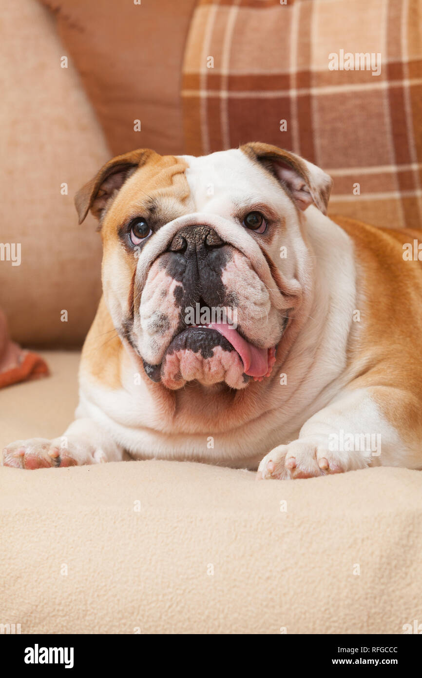 Eine englische Bulldogge auf einem Sofa oder Sofa oder Couch im Innenbereich Stockfoto