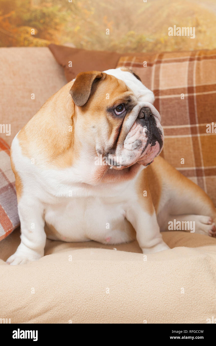 Eine englische Bulldogge auf einem Sofa oder Sofa oder Couch im Innenbereich Stockfoto