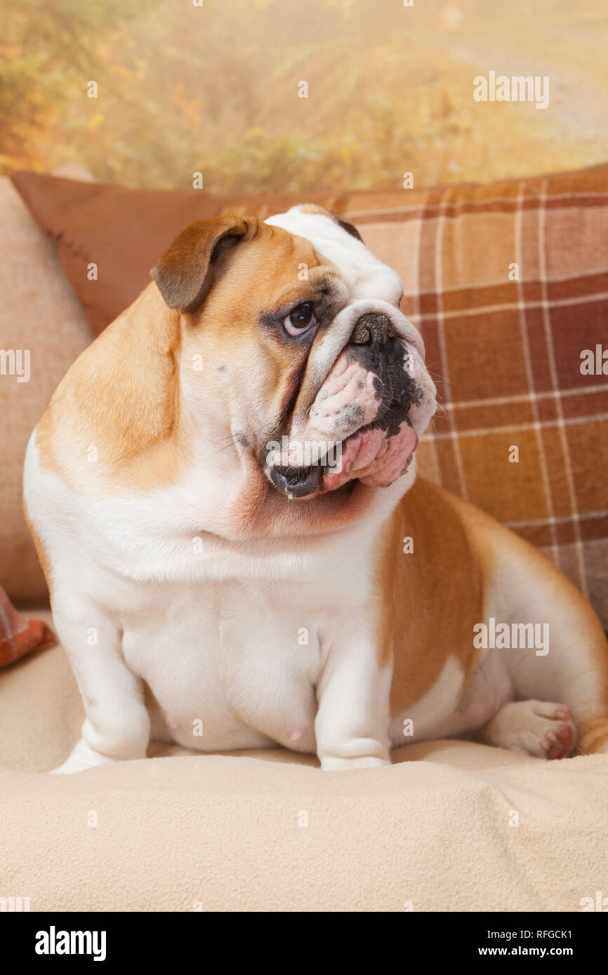 Eine englische Bulldogge auf einem Sofa oder Sofa oder Couch im Innenbereich Stockfoto