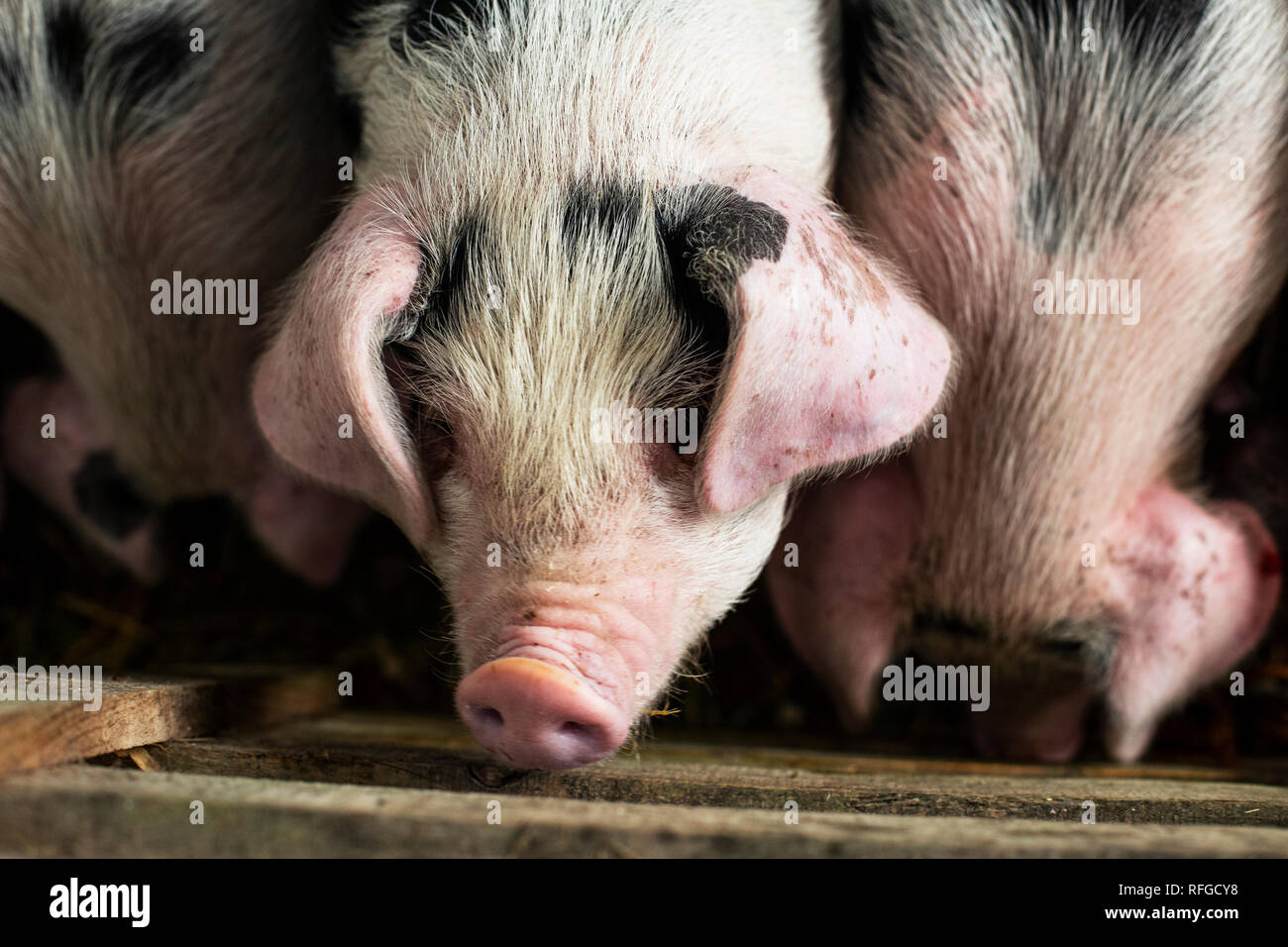 Gloustershire alten spot Schweinen an claddach Farm. 15.11.18. 8 Wochen alten Schweinen an claddach Bauernhof in Peat Inn. Stockfoto