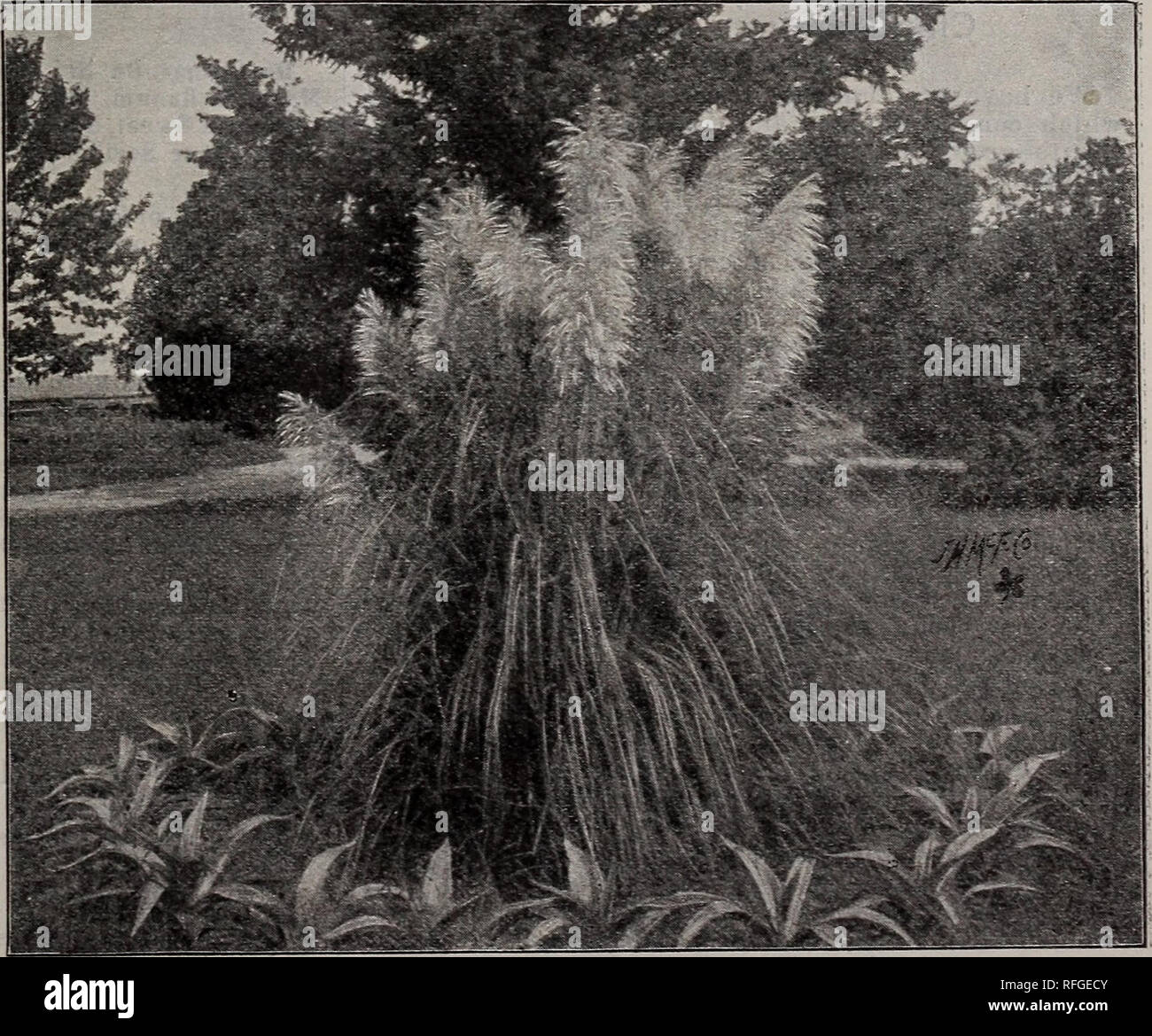. Delmar Baumschulen: Katalog Nr. 2 1901. Baumschulen (Gartenbau) Georgia Augusta Kataloge; Bäume Sämlinge Kataloge; Pflanzen, Zierpflanzen, Blumen Kataloge Kataloge. SELAGINELLA EMILIANA. Selaginellas (Moose) Zehn verschiedene Sorten. Wünschenswert für Fern-Gerichte und Steingärten. 10 cts. Pro, 75 cts. Pro 10. Selaginella Emiliana. Eine neue aufrecht wachsenden Moos, mit zahlreichen gefiederten stammt von der Basis und bilden ein dichtes Grasbüschel. Gut gewachsene Betriebe 12 bis 18 Zoll in der Höhe und einen entsprechenden Durchmesser erreichen. Wir kennen kein Moos überlegen, und es ist überaus geeignet für Tisch de Stockfoto