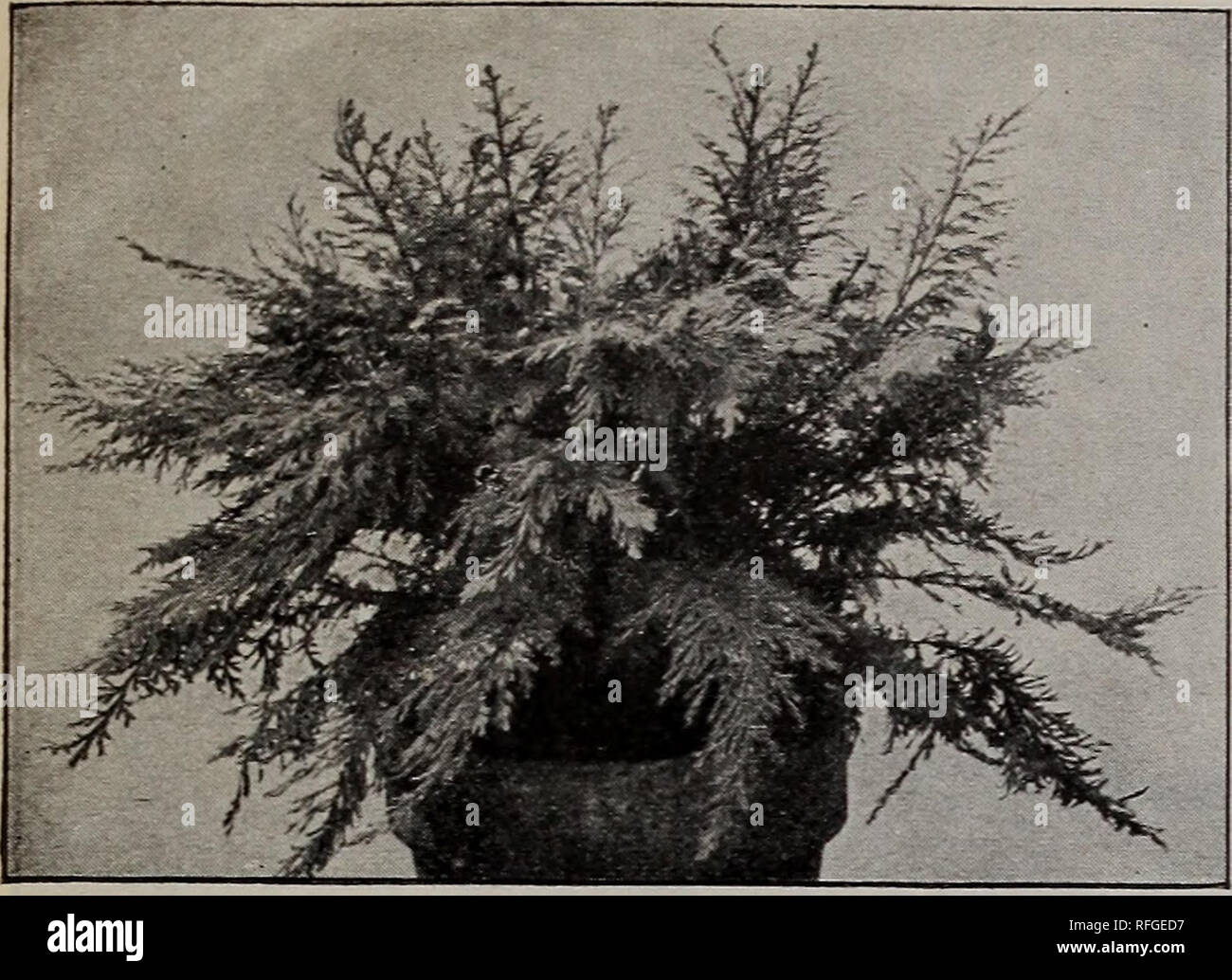 . Delmar Baumschulen: Katalog Nr. 2 1901. Baumschulen (Gartenbau) Georgia Augusta Kataloge; Bäume Sämlinge Kataloge; Pflanzen, Zierpflanzen, Blumen Kataloge Kataloge. Dekorative Pflanzen und Dekorative Gräser. SELAGINELLA EMILIANA. Selaginellas (Moose) Zehn verschiedene Sorten. Wünschenswert für Fern-Gerichte und Steingärten. 10 cts. Pro, 75 cts. Pro 10. Selaginella Emiliana. Eine neue aufrecht wachsenden Moos, mit zahlreichen gefiederten stammt von der Basis und bilden ein dichtes Grasbüschel. Gut gewachsene Betriebe 12 bis 18 Zoll in der Höhe und einen entsprechenden Durchmesser erreichen. Wir kennen kein Moos superior, ein Stockfoto