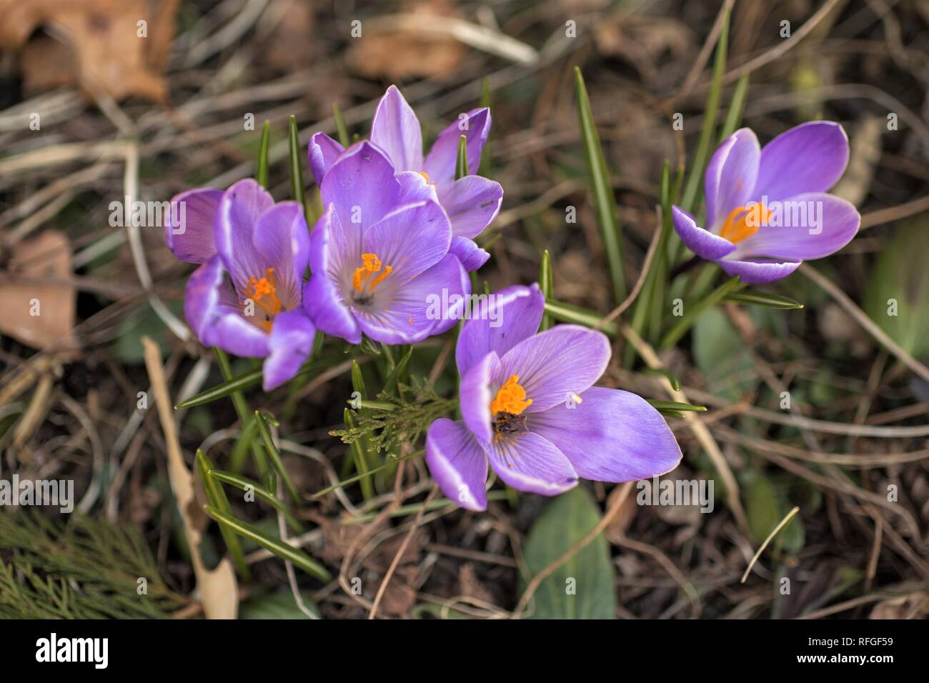 Lila unkraut im gras Fotos und Bildmaterial in hoher Auflösung Alamy