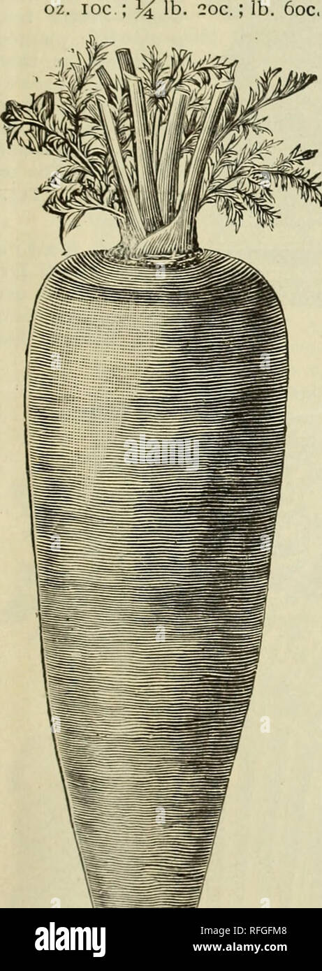 . [Katalog]. Baumschulen New York (State) Troy Kataloge; Gemüse; Blumen Samen Samen Kataloge Kataloge; Gräser, Samen Kataloge; landwirtschaftliche Arbeitsgeräte Kataloge. Fuß des Grand Street, Troy, N.Y., 11 Möhren. Kultur.-Sow frühe Sorten, sobald der Boden kann bearbeitet werden, oder für späte Ernte, den letzten Teil von Juli. Thin Out frühe Ernte zu fünf Zoll in einer Reihe, und späte Ernte zu sechs oder sieben Zoll. Zeilen für frühe Ernte zehn Zentimeter auseinander; für späte Ernte 14 Zoll auseinander. Oft Hoe frei von Unkräutern zu halten. In satten, tiefen, sandigen Boden säen. Eine Unze für 125 Fuß von Drill; vier Pfund pro Acre. Stockfoto